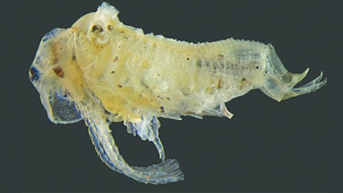 New species of Leptestheria clam shrimps discovered by scientists | Courtesy: Zootaxa