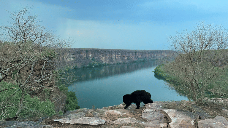 From bears to chitals & wild boars, photographer Aadil Saif tells how Kota plays host to wild animals
