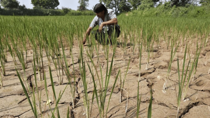A farmer removes dried plants from his parched paddy field on the outskirts of Ahmedabad | Reuters/Amit Dave