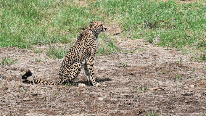 File photo of one of the cheetahs that was released at Kuno Natinal Park in September last year | ANI