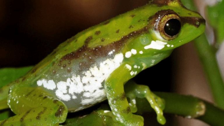 How a mating call led Indian & German scientists to new green tree frog species in Arunachal