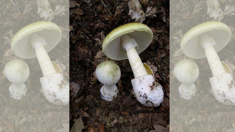 Scientists may have found antidote for world’s deadliest ‘death cap’ mushrooms — a medical dye