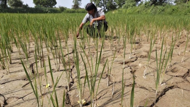 Farmers in India fall behind in planting key summer-sown crops due to uneven monsoon rains