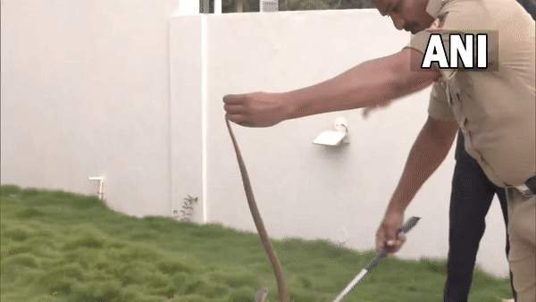 Watch: Snake at BJP camp as CM Bommai arrives