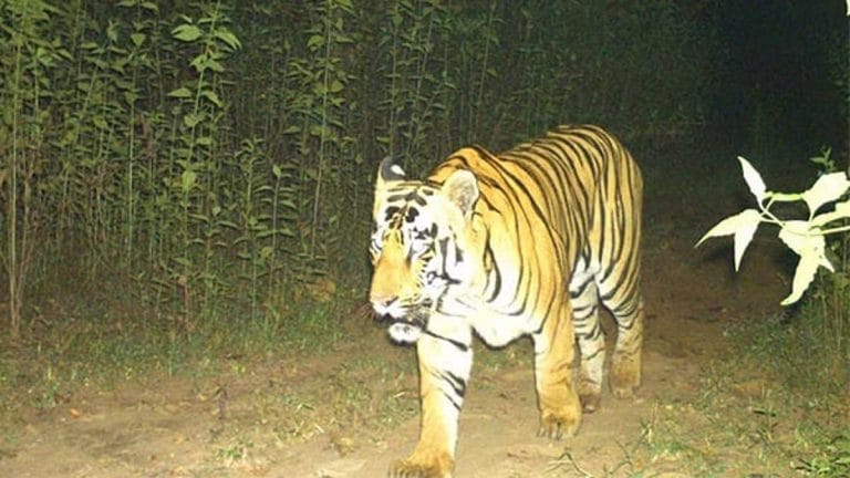 Why tiger reserves see ‘less deforestation, carbon emission from forest loss’ than protected areas