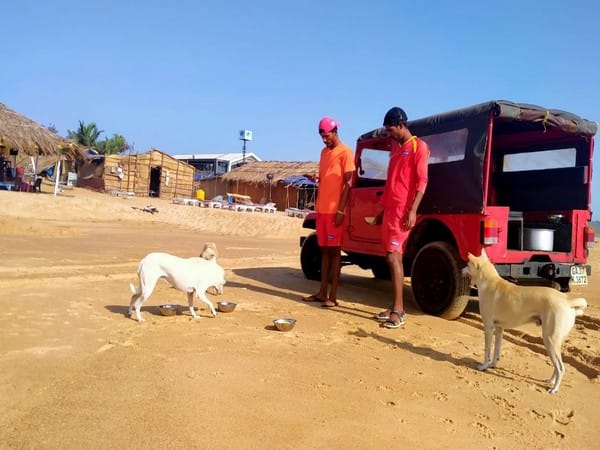 Two stray dogs in Varanasi catch attention of foreigners, set to go abroad