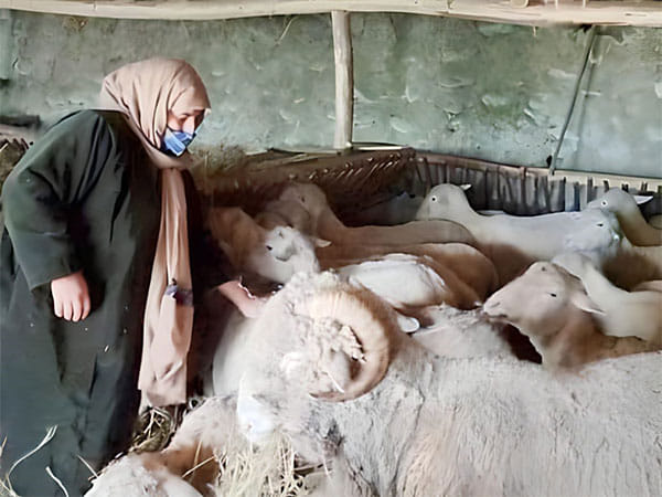 North Kashmir's female farmer leads the way in sheep farming