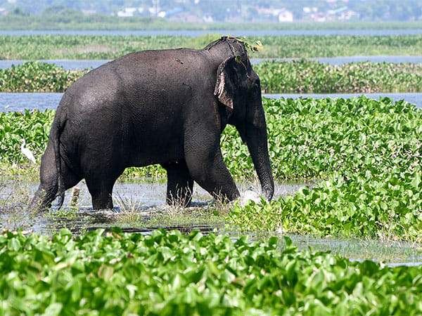 Indian Army generates unique ecosystem for peaceful co-existence with wild elephants in Amchang Wildlife Sanctuary 