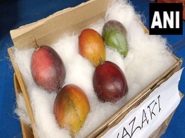 West Bengal: World's most expensive mango 'Miyazaki' showcased in Siliguri Mango festival