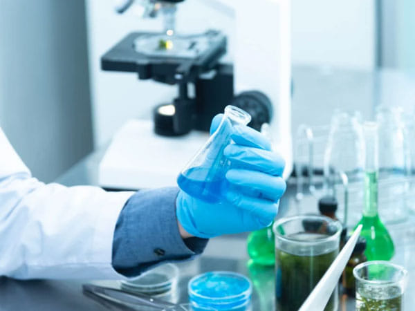 20 species of sea lettuce are present in Baltic and Scandinavian coasts: Research