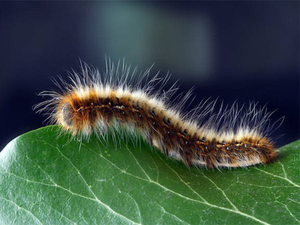 Human light pollution risks extinguishing glow-worms: Study