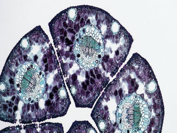 Study finds cancer cells can adapt to novel drugs