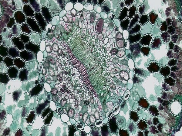 Study finds new tool to study complex genome interactions