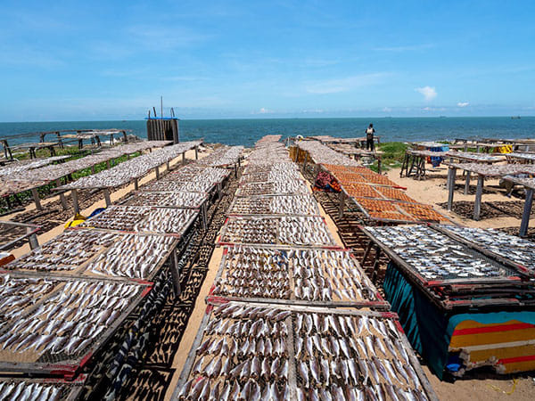 Biogas can be produced by fish farms: Study