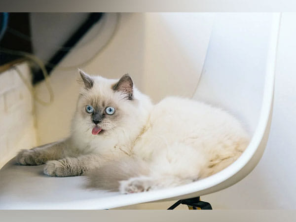 Study finds how cat's nose knows what it's smelling