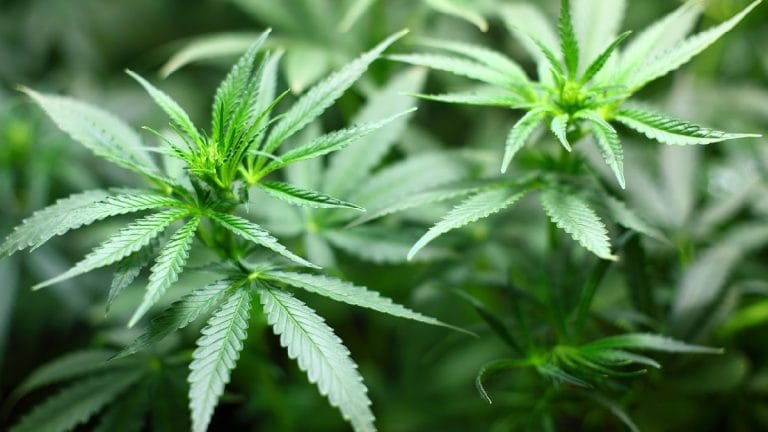 New drug to treat cannabis addiction shows promising results, no withdrawal symptoms in trials