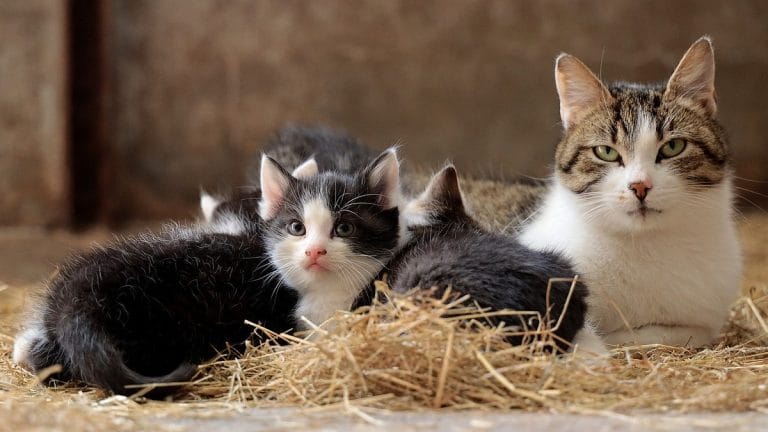 Single dose of gene therapy could stop cats getting pregnant for 2 yrs, finds Nature study