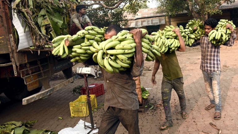 Bananas are India’s horticulture success story. Time to up the game in international markets
