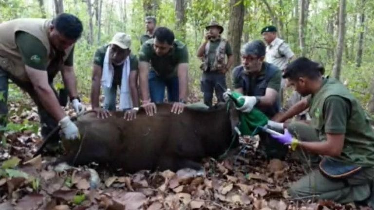 Gaurs make grand return to Sanjay-Dubri Tiger Reserve after 25 yrs. It’s a ‘Made in MP’ feat
