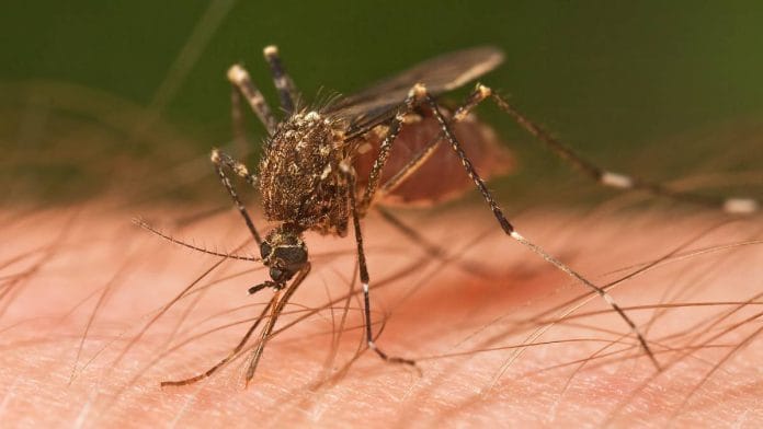 Chikungunya is transmitted by mosquitos | Photo: Wikimedia
