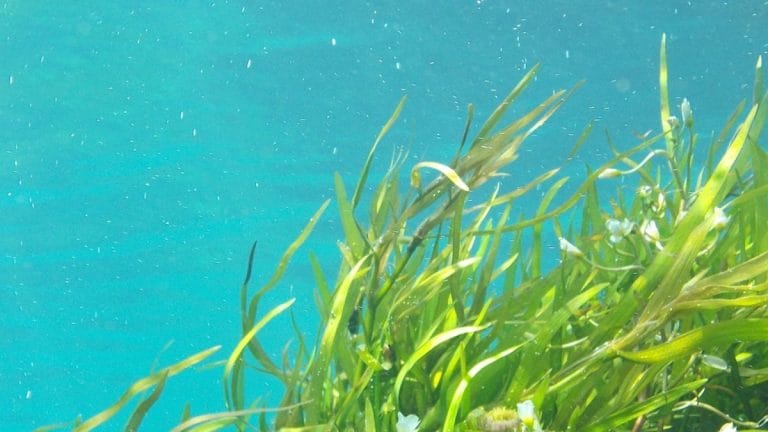 Seaweed is the new solution to climate crisis. A UK startup is on it