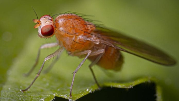 File photo of Fruit Fly
