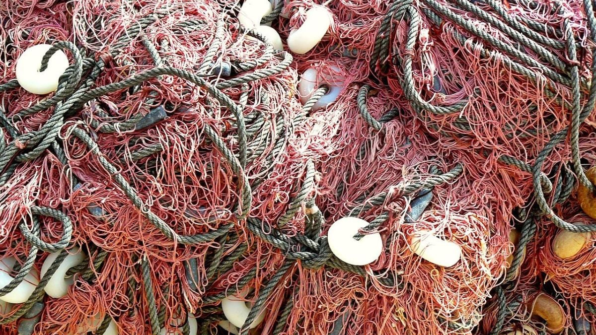 Fish Hunger Under-utilised seafood could help solve world’s hunger crisis – without ...