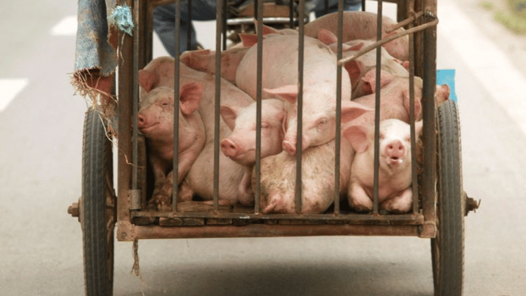 ‘Very promising’: World’s first vaccine, tested in Vietnam, against African swine fever nears approval