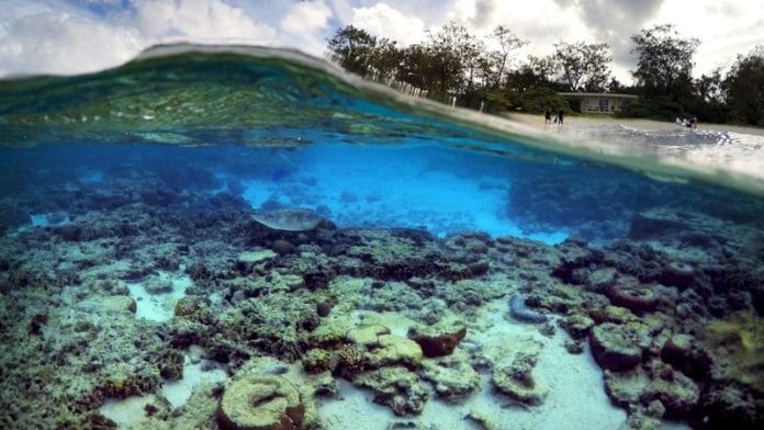 Tourists stand in front of huts that form part of the Lady Elliot Island Eco Resort where a turtle digs for food amongst the coral in the island's lagoon, north-east of the town of Bundaberg in Queensland, Australia, on June 9, 2015/Reuters