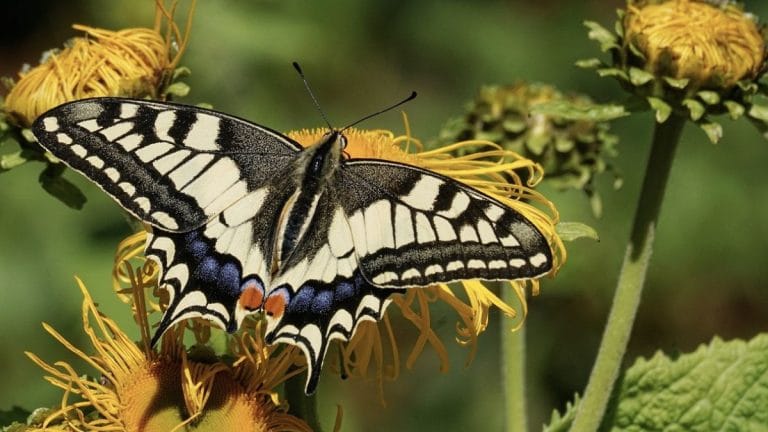 Earth’s first flower was ‘very likely’ pollinated by insects, finds study by Australian scientists