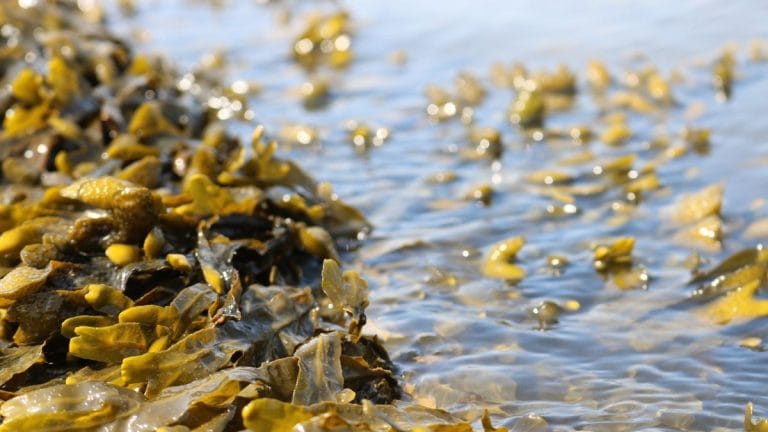 Long before the gold rush, the American West had experienced a ‘seaweed rush’