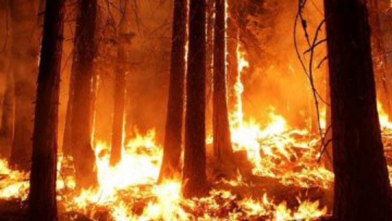 ‘Scary time’: Canadian officials say country to have worst-ever year of wildfire season