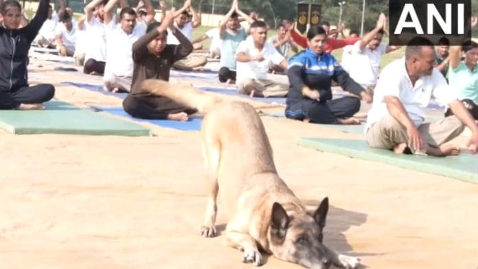 Canine member of the dog unit of ITBP (Indo-Tibetan Border Police) along with ITBP personnel performs Yoga at Pranu Camp in Udhampur, J&K | Screengrab via Twitter/@ANI