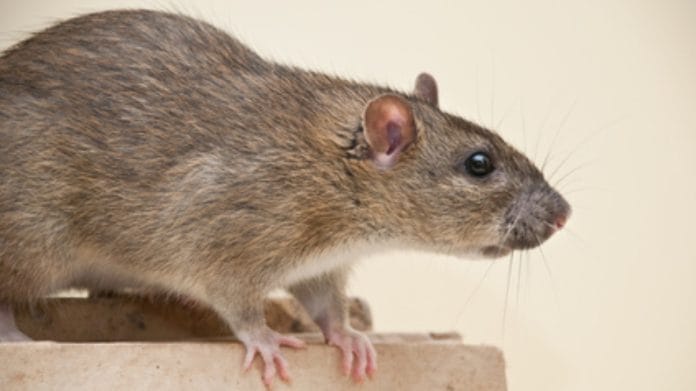 rat