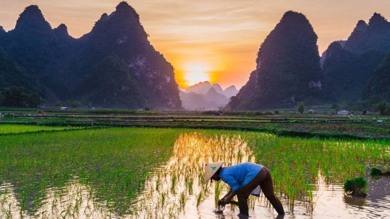 Rice is both a victim and villain of climate crisis. Here’s why