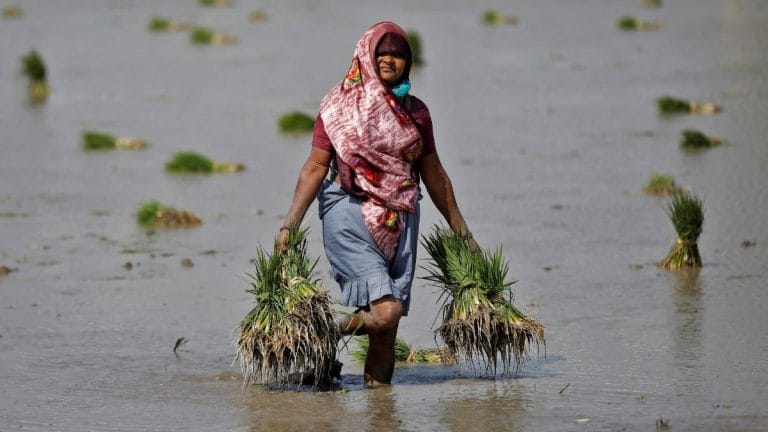 Average monsoon rains but uneven distribution worries Indian farmers