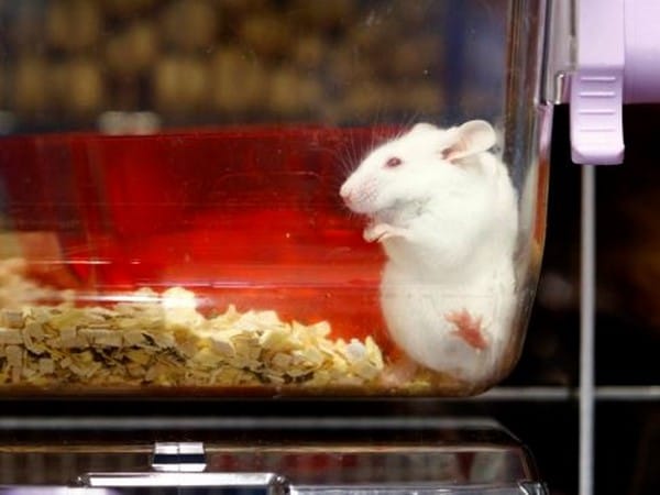 Canada officially bans testing cosmetics on animals