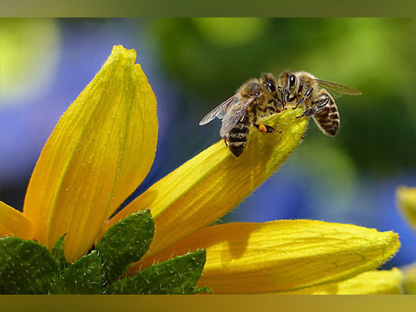 Bees probably originated from ancient supercontinent earlier than suspected: Study
