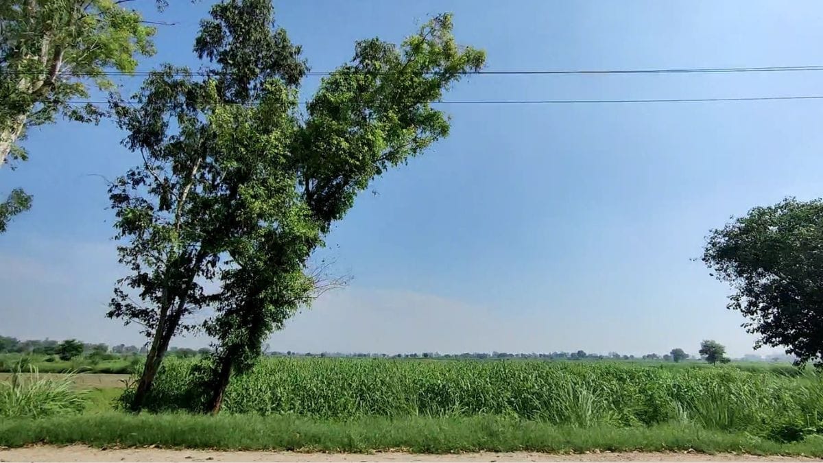 Fields in Charkhi village | Photo by Mahira Khan, ThePrint