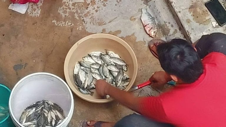 Waterlogging, sanitation woes…and fish! The ’15 kg bounty’ the Yamuna left behind at Civil Lines
