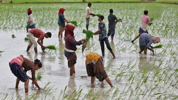 Farm labourers plant rice saplings in a field on the outskirts of Ahmedabad, India, July 21, 2023 | Reuters
