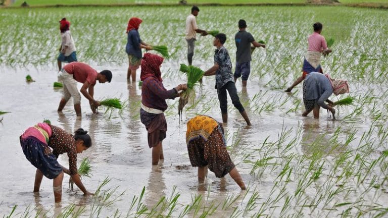 Revival of monsoon rains in July help farmers boost rice plantation