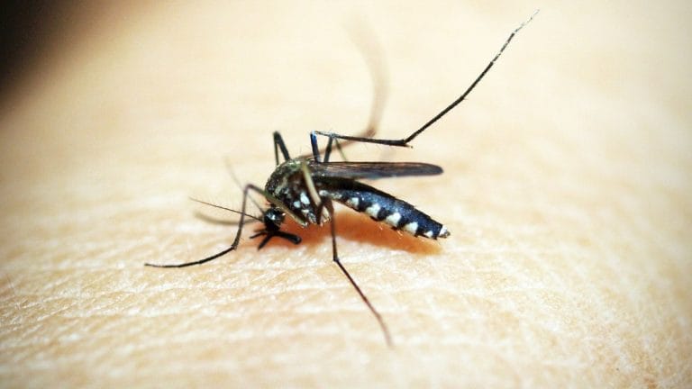 Malaria has re-emerged in the US. Is climate change to blame?
