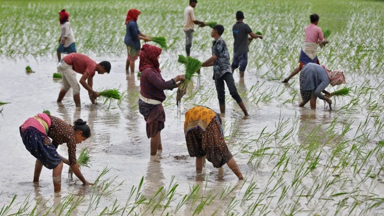 Helped by monsoon rains, rice planting gathers pace in India, up 1.71% from last yr