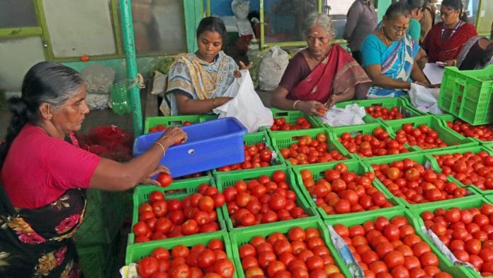 From Sambhar to makhani gravies, tomatoes are indispensable in most Indian kitchens. | Representational image | ANI
