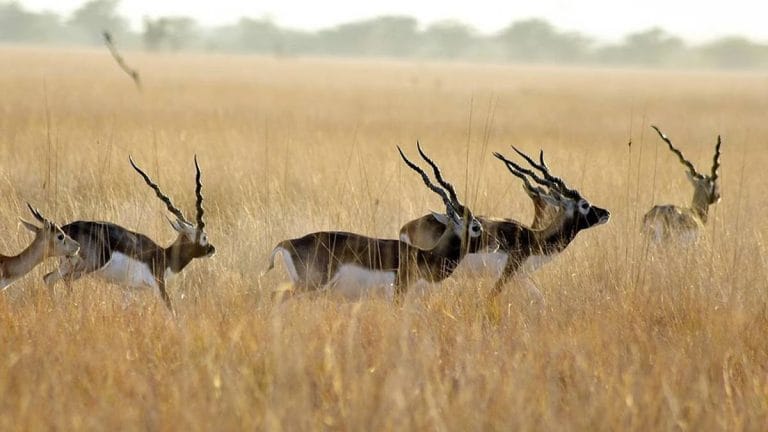 What’s the Biodiversity (Amendment) Bill passed by Lok Sabha & why it is facing criticism