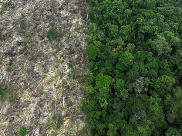 Brazil: Amazon deforestation drops six-year low