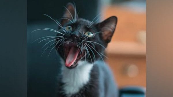 Why do cats meow more at men than women? Study explains