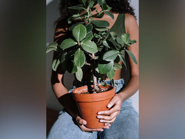 Climate change slows 'global plant water use efficiency': Study