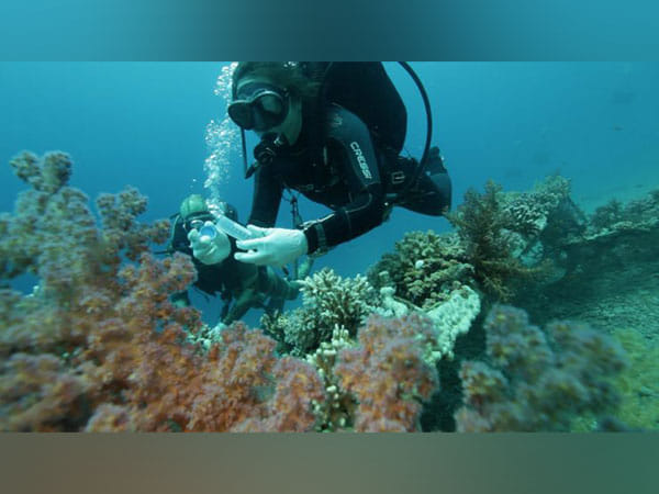 Eilat’s Red Sea coral reefs deteriorating